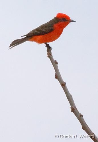Vermilion Flycatcher_44619.jpg - Vermilion Flycatcher (Pyrocephalus rubinus)Photographed near Kerrville, Texas, USA.